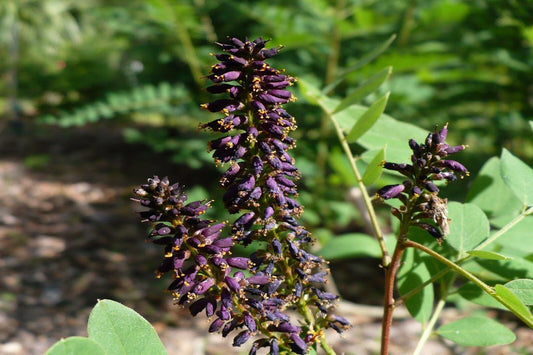 False Indigo (bush) "Amorpha fructicosa"