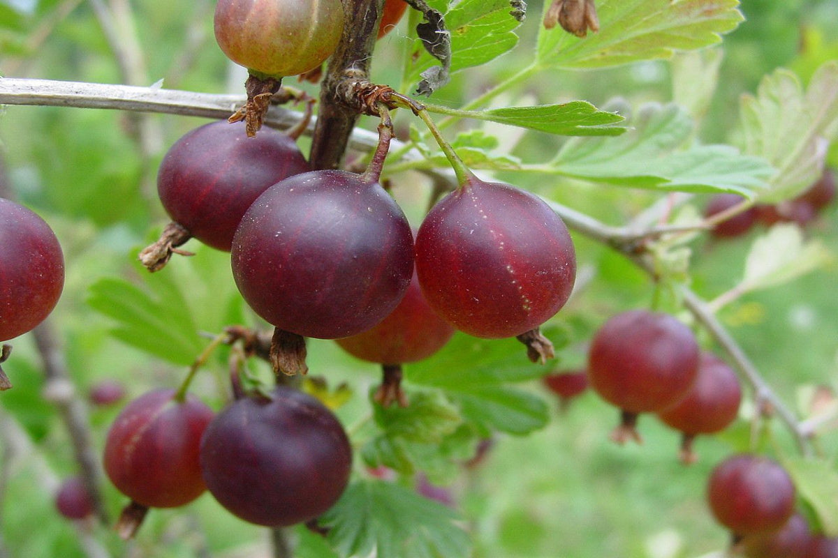 TreeYo Gooseberry - Jahn's Prairie