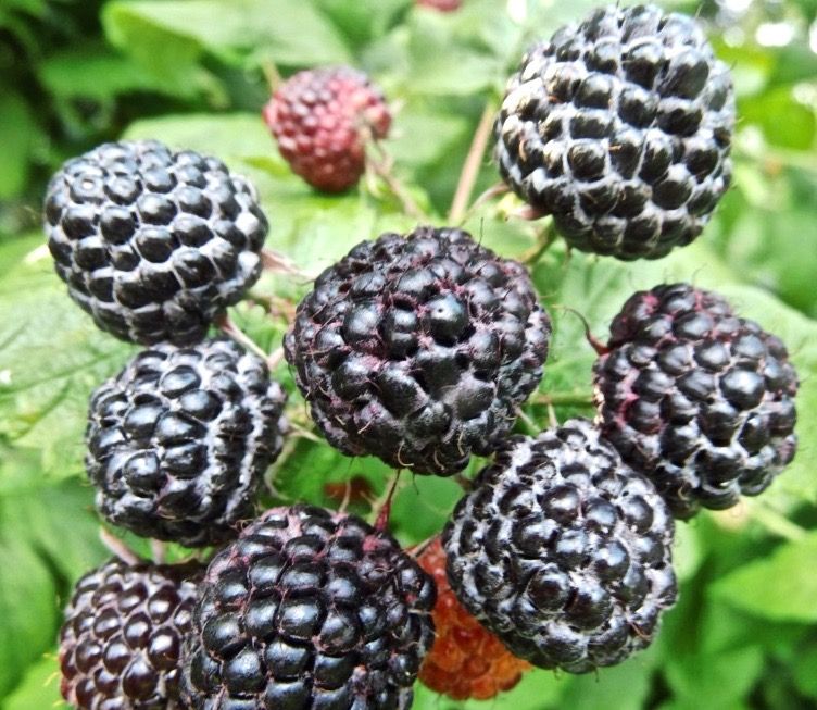 TreeYo Raspberry - Jewel Black - Spring/Summer