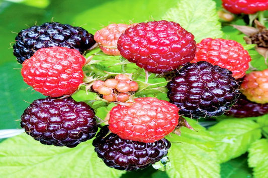 TreeYo Raspberry - Jewel Black - Spring/Summer
