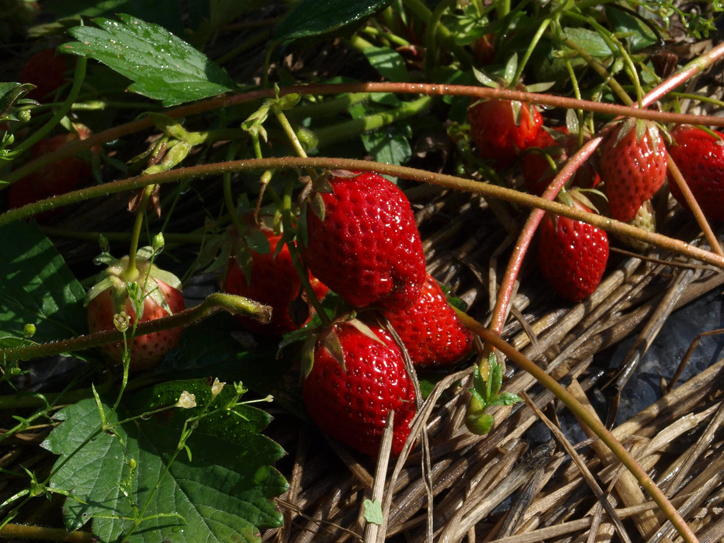 TreeYo Strawberry-Jewel