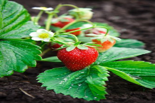 TreeYo Strawberry-Jewel