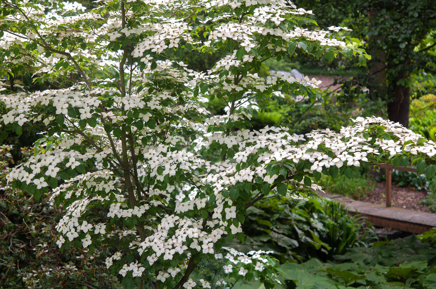 TreeYo Kousa or Korean Dogwood