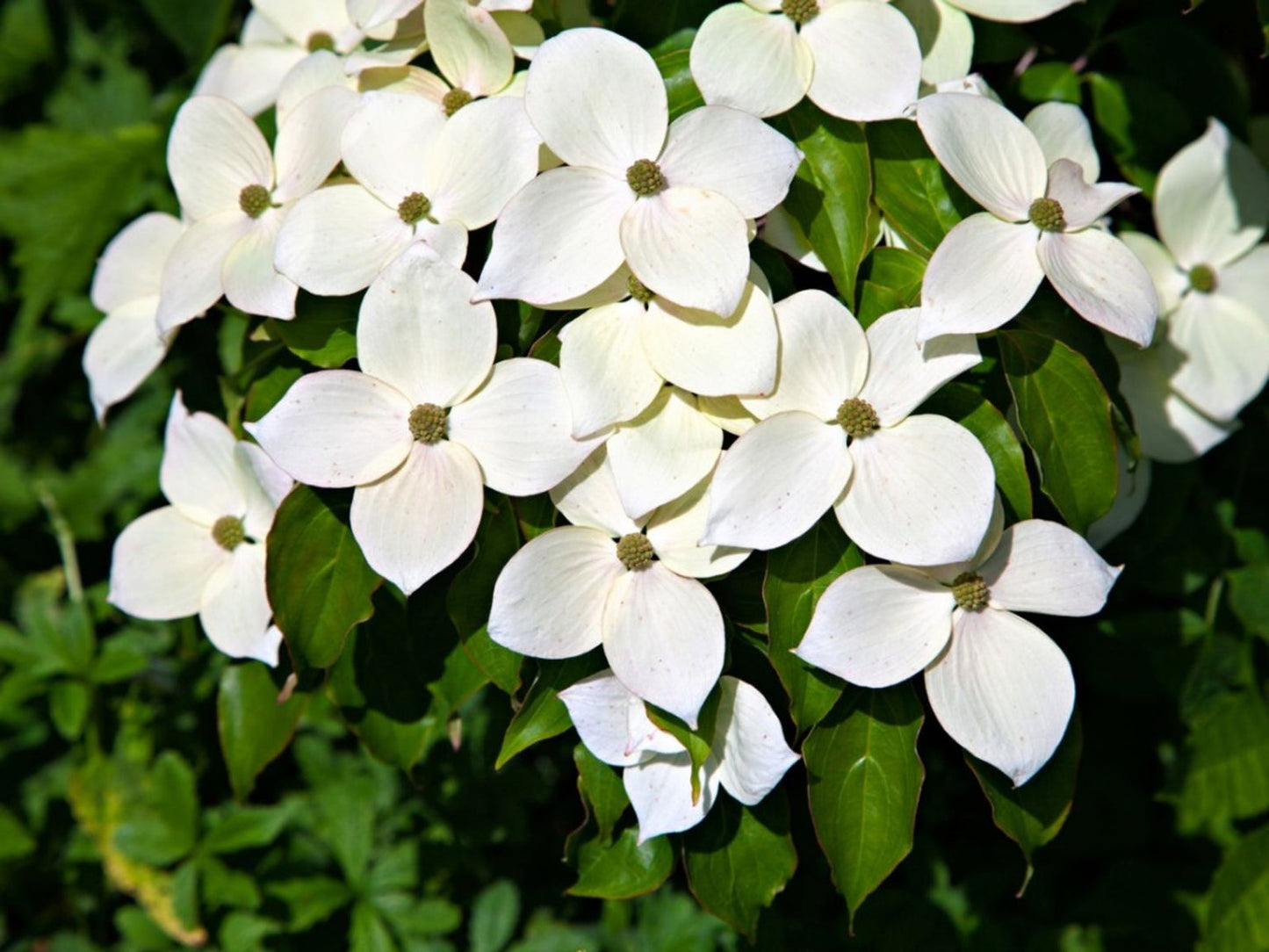 TreeYo Kousa or Korean Dogwood