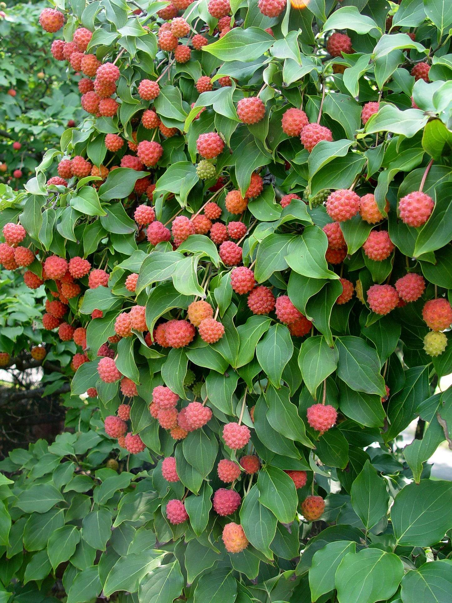 TreeYo Kousa or Korean Dogwood