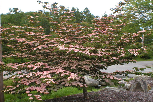 TreeYo Kousa or Korean Dogwood