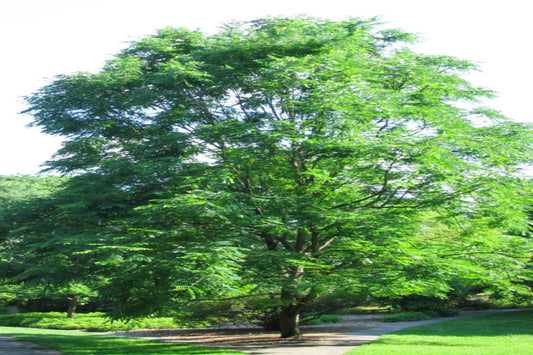 Kentucky Coffeetree "Gymnocladus dioicus"