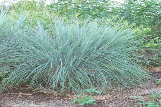 Little Bluestem "Schizachyrium scoparium"