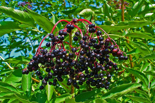 TreeYo Elderberry - Marge