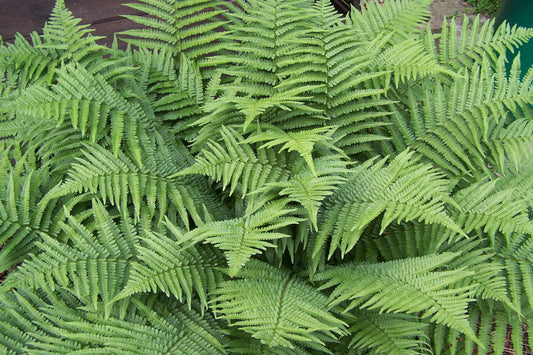 Marginal Woodfern "Dryopteris marginalis"