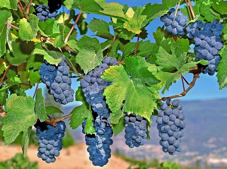 TreeYo Grapes- Mars-Table Grape