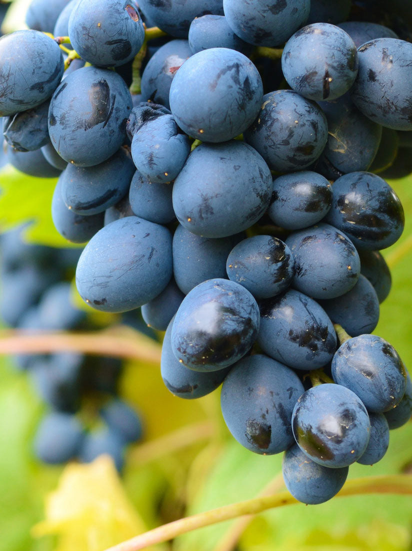 TreeYo Grapes- Mars-Table Grape