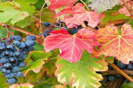 TreeYo Grapes- Mars-Table Grape