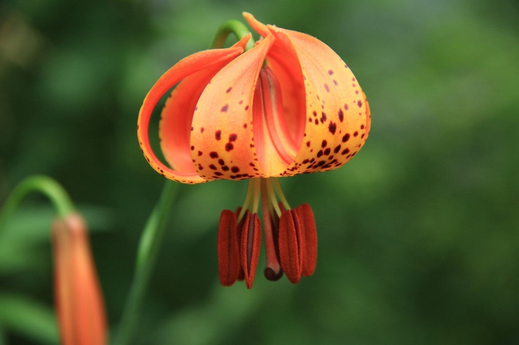 Michigan Lily "Lilium michiganense"
