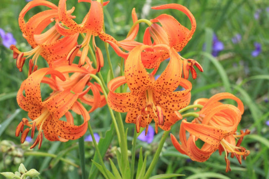 Michigan Lily "Lilium michiganense"