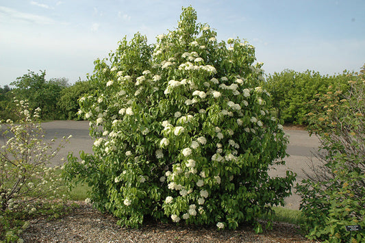 TreeYo Nannyberry Viburnum