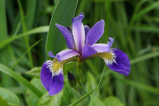 Northern Blue Flag "Iris versicolor"