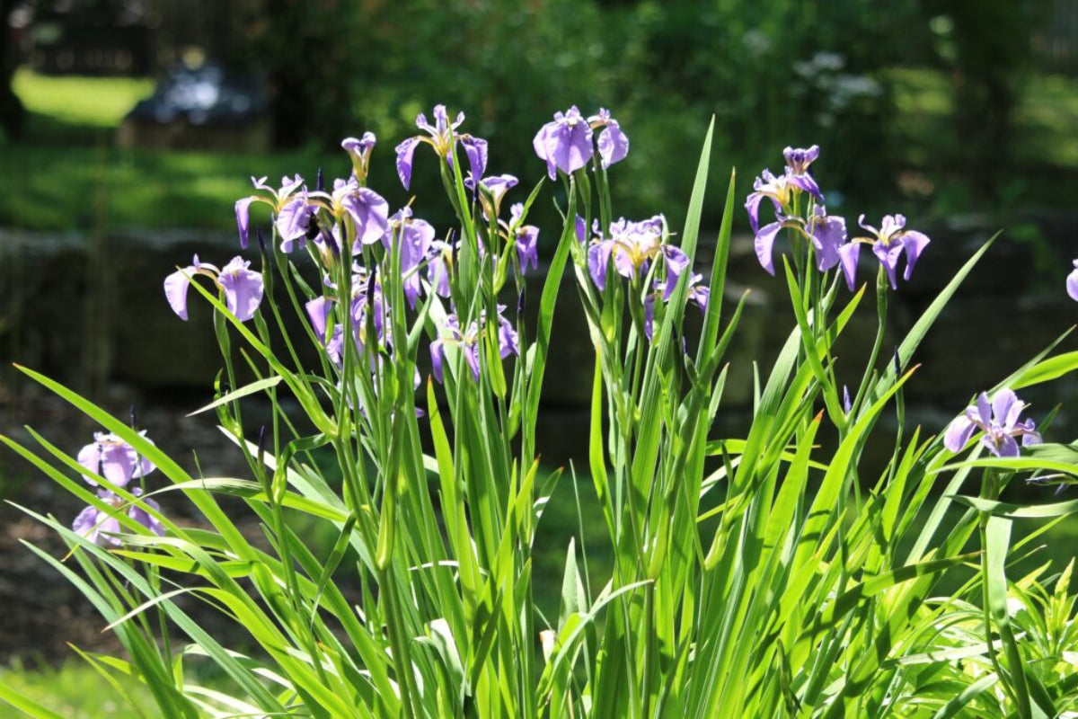 Northern Blue Flag "Iris versicolor"