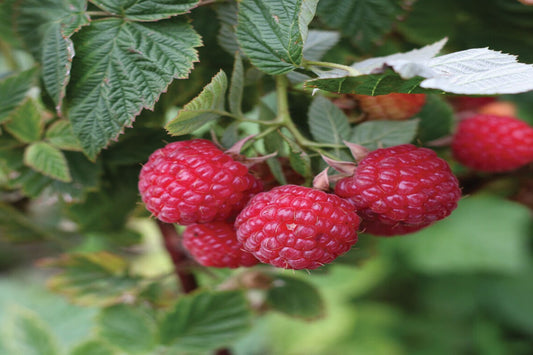 TreeYo Raspberry - Nova Red - Summer & Fall