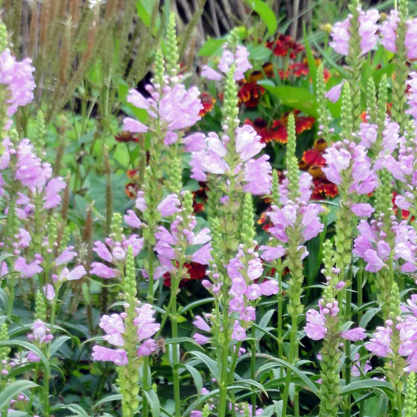 Obedient Plant "Physostegia virginiana"