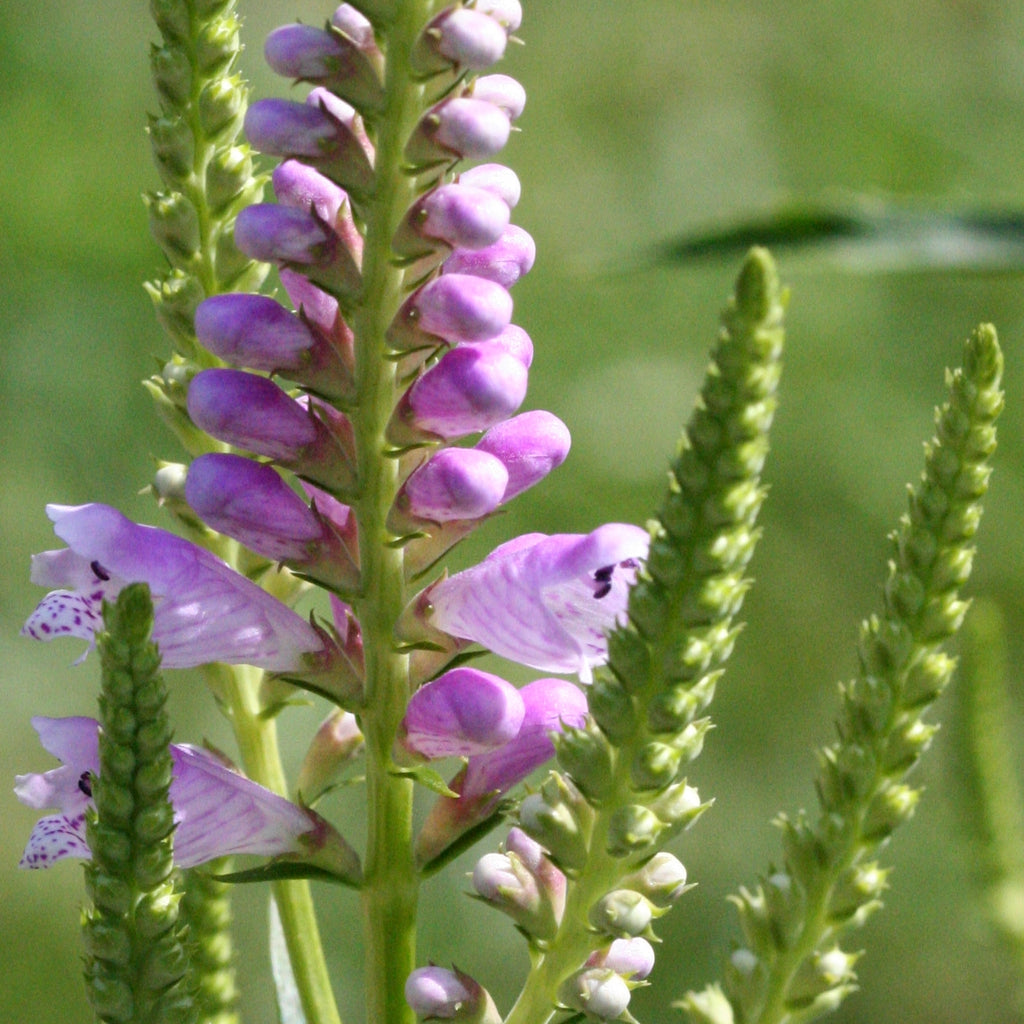 Obedient Plant "Physostegia virginiana"