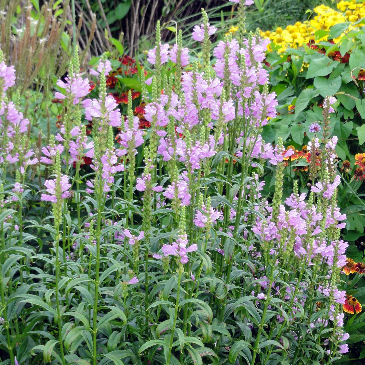 Obedient Plant "Physostegia virginiana"