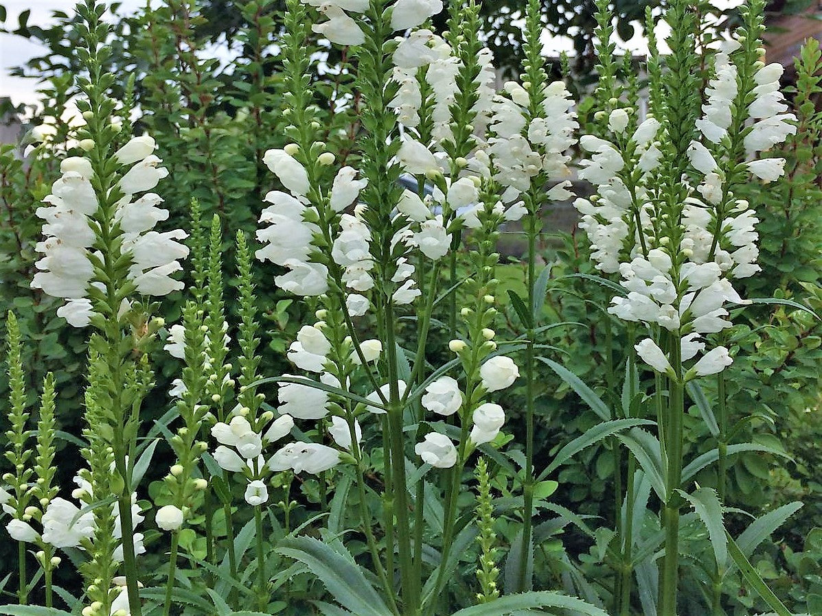 Obedient Plant "Physostegia virginiana"