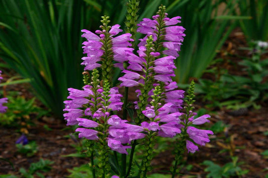 Obedient Plant "Physostegia virginiana"