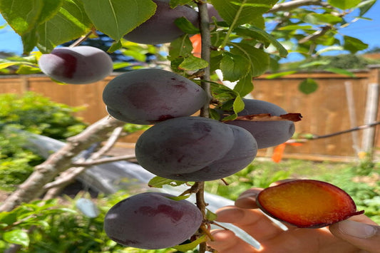 TreeYo Asian Plum - Obilinaja