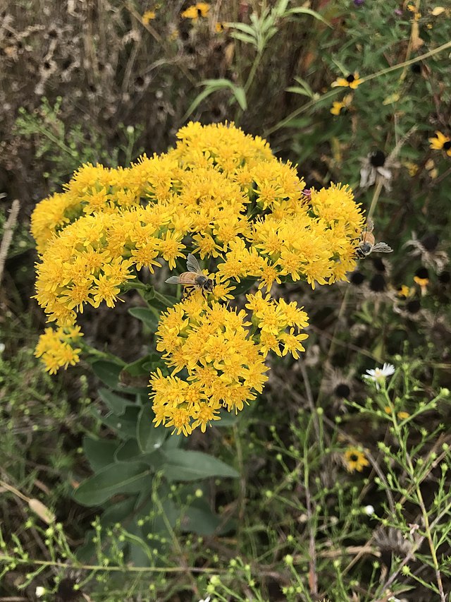Ohio Goldenrod "Oligoneuron ohioense"