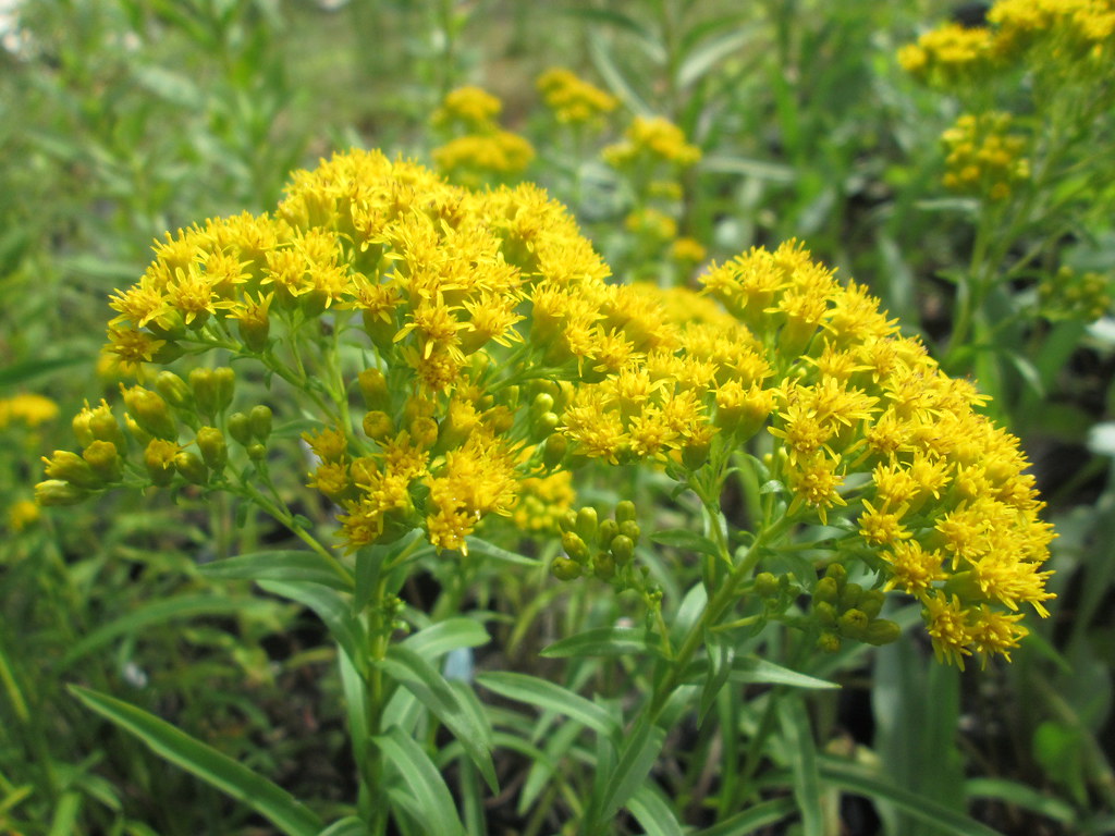 Ohio Goldenrod "Oligoneuron ohioense"