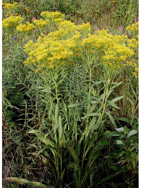 Ohio Goldenrod "Oligoneuron ohioense"