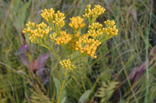 Ohio Goldenrod "Oligoneuron ohioense"