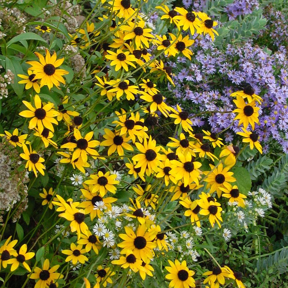 Orange Coneflower "Rudbeckia fulgida"