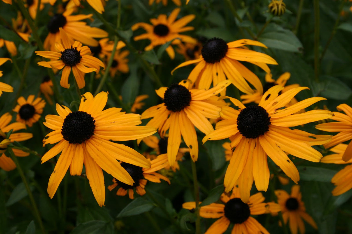 Orange Coneflower "Rudbeckia fulgida"