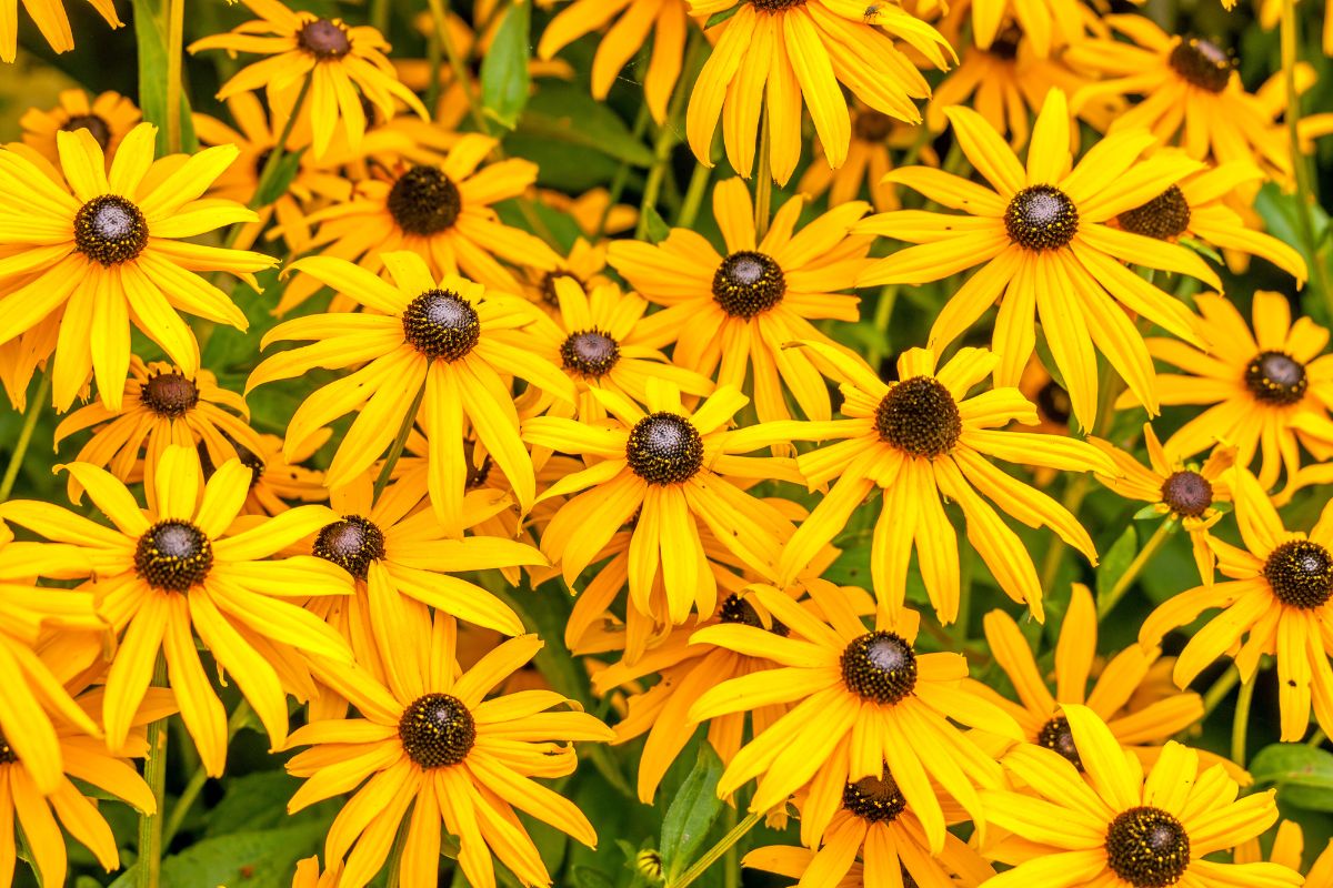 Orange Coneflower "Rudbeckia fulgida"