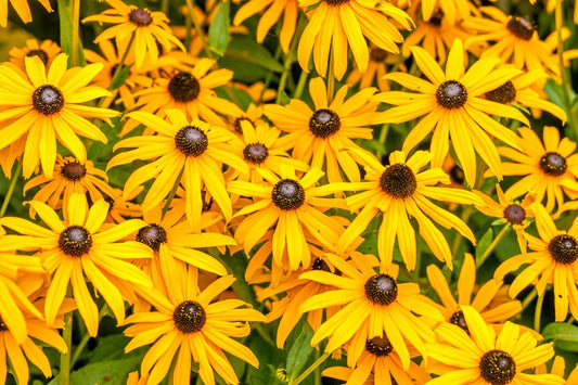 Orange Coneflower "Rudbeckia fulgida"