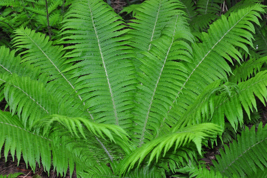 Ostrich Fern "Matteuccia struthiopteris"