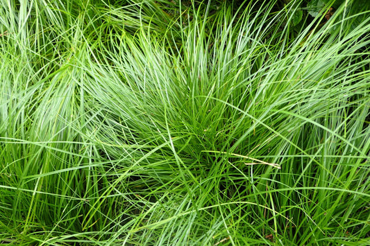 Pennsylvania Sedge "Carex pensylvanica"