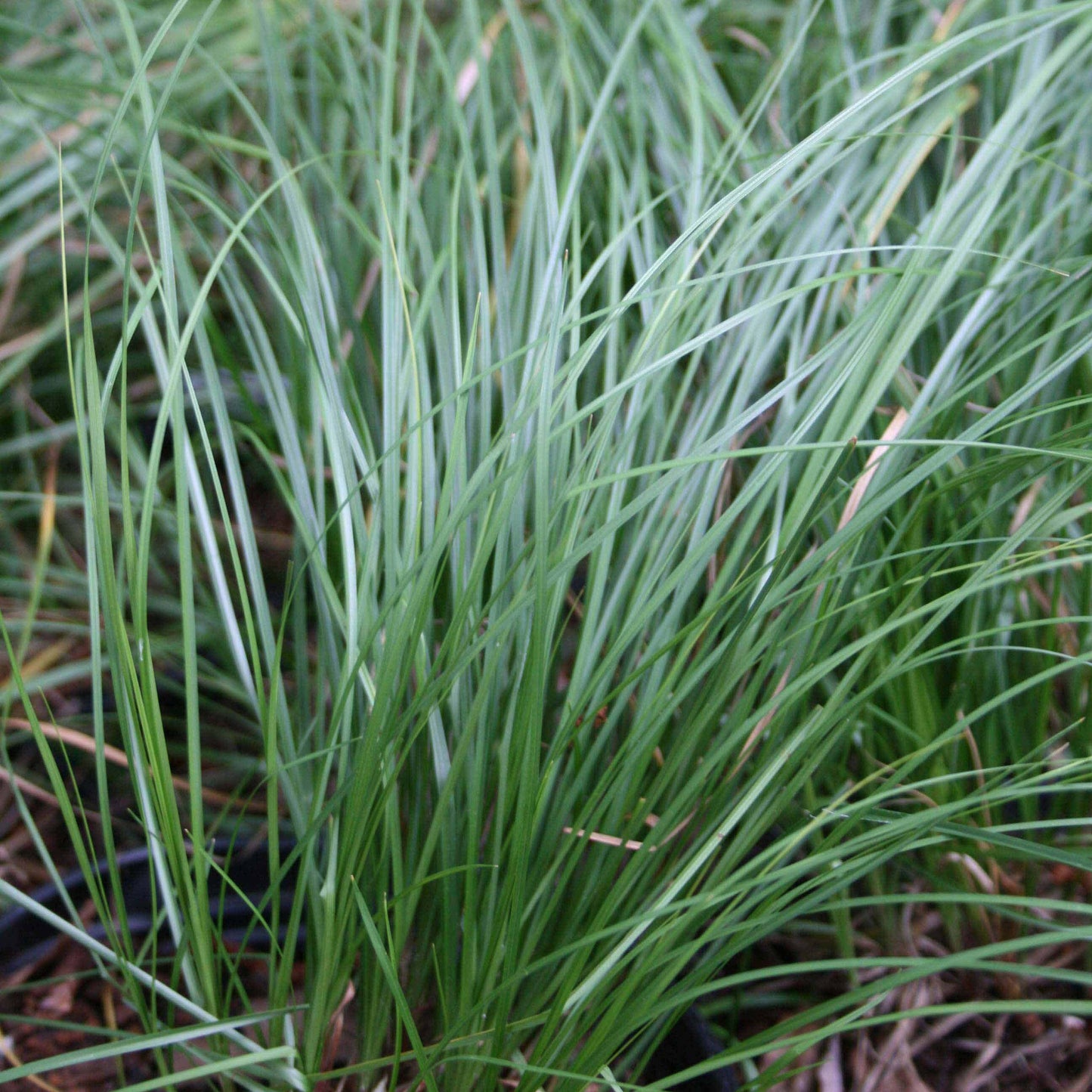 Pennsylvania Sedge "Carex pensylvanica"