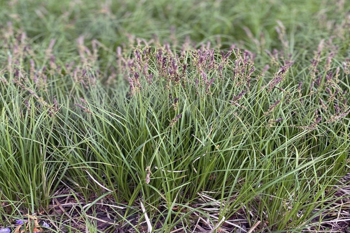 Pennsylvania Sedge "Carex pensylvanica"