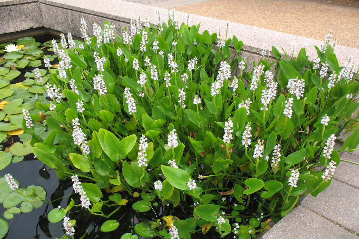 Pickerelweed "Pontederia cordata"