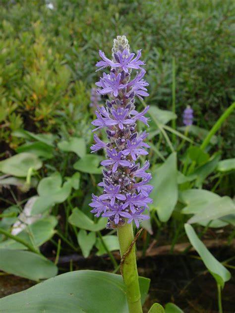 Pickerelweed "Pontederia cordata"