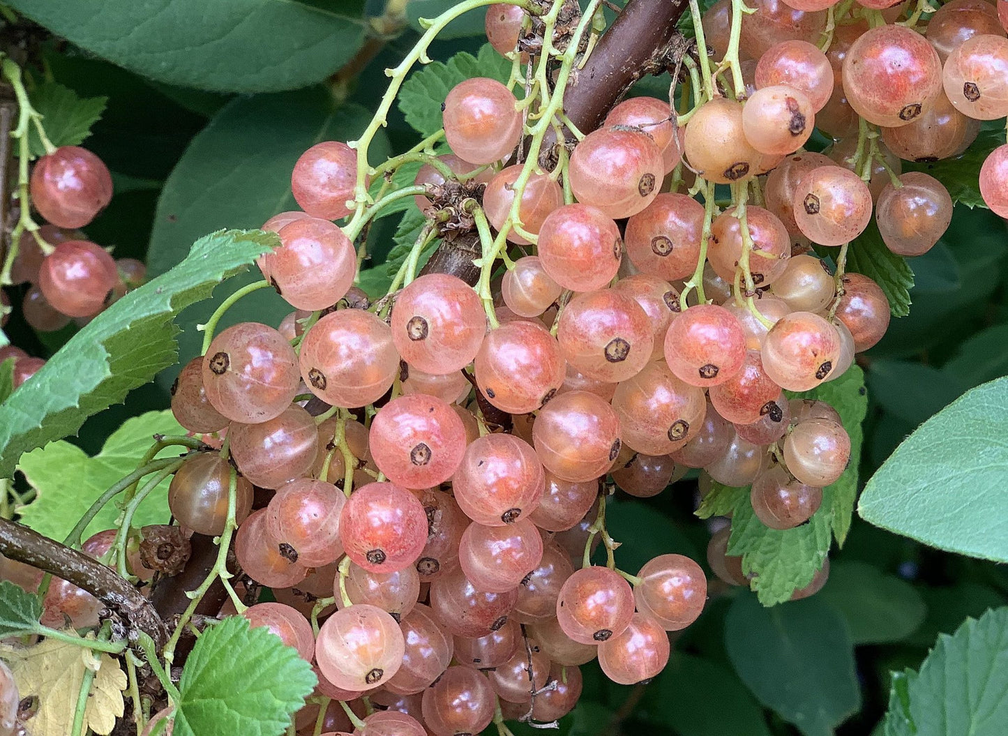 TreeYo Currant - Pink Champagne