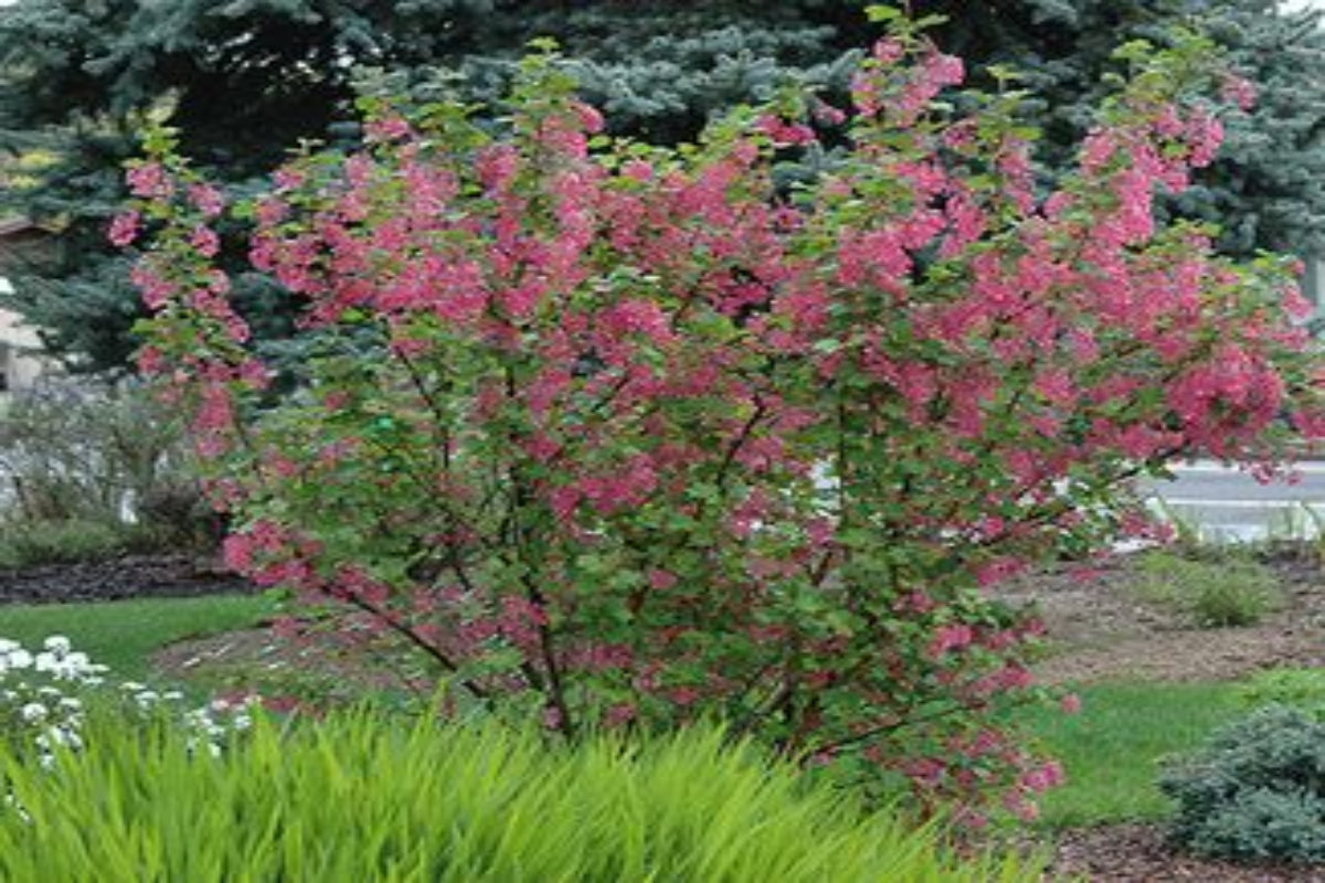 TreeYo Currant - Pink Champagne