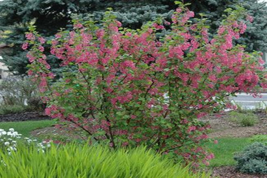 TreeYo Currant - Pink Champagne