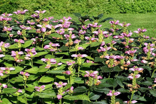 Turtlehead "Chelone glabra"