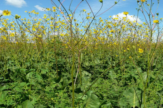 Prairie Dock "Silphium terebinthinaceum"