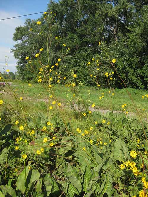 Prairie Dock "Silphium terebinthinaceum"