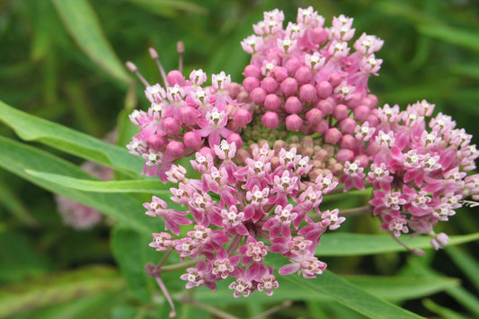 Prairie Milkweed "Asclepias sullivantii"